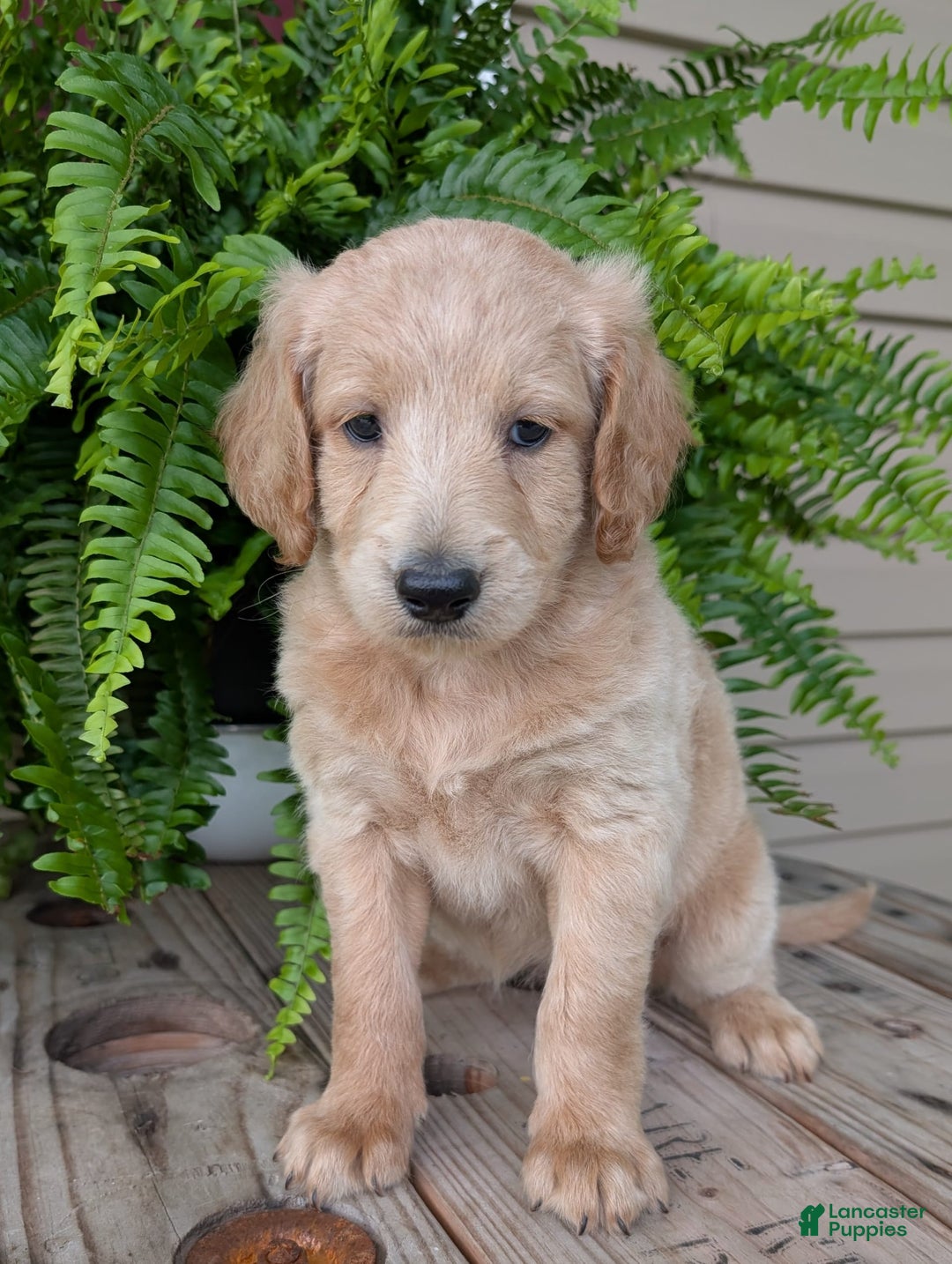 Goldendoodle dogs for sale: Bella - Image 26
