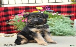German Shepherd dogs for sale: Hades - Image 3