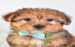 Yorkiepoo dogs for sale: Piper - Image 5