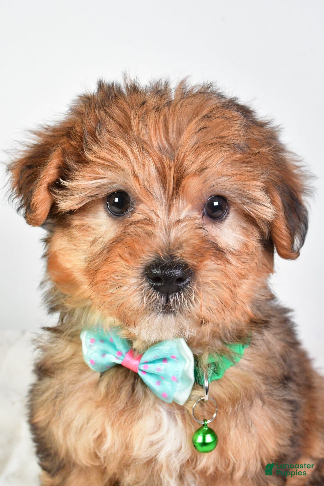 Yorkiepoo dogs for sale: Piper - Image 5