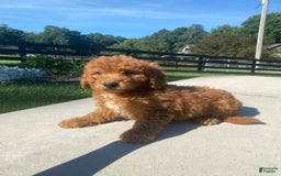Mini Goldendoodle dogs for sale: Delilah - Image 9