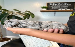 Mini Goldendoodle dogs for sale: Cookie - Health Tested - Image 1