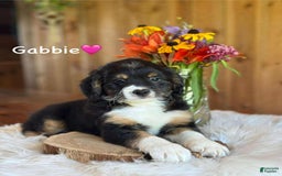 Aussiedoodle dogs for sale: Gabbie - Image 2