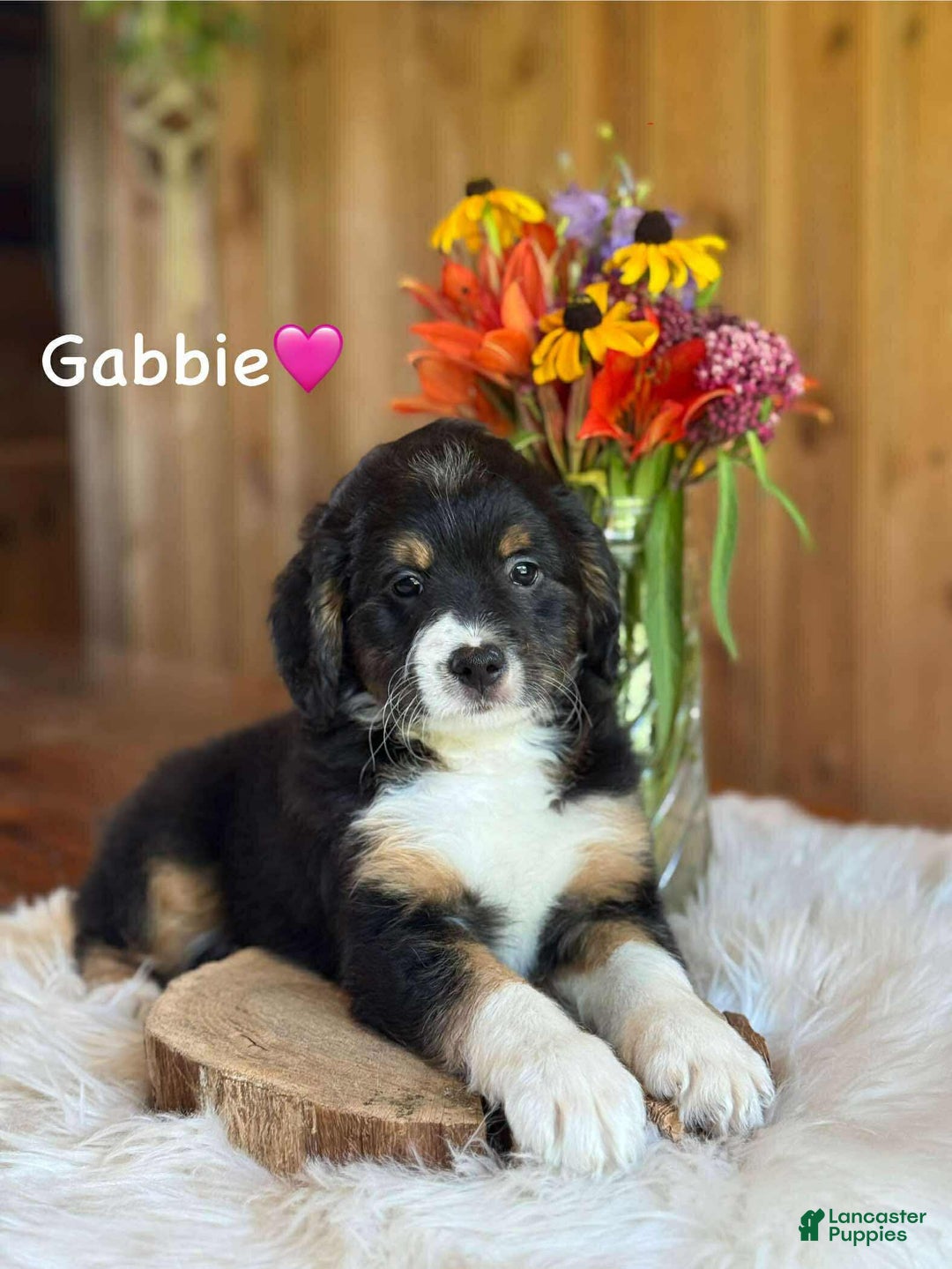 Aussiedoodle dogs for sale: Gabbie - Image 2