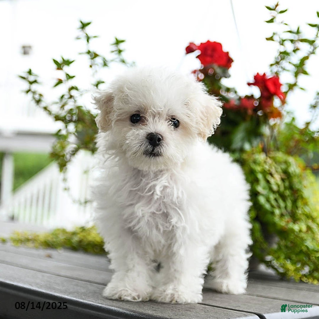 Bichon Frise dogs for sale: Paisley - Image 1
