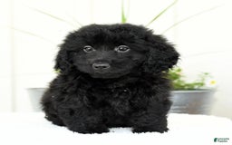 Mini Goldendoodle dogs for sale: Hailey - Image 1