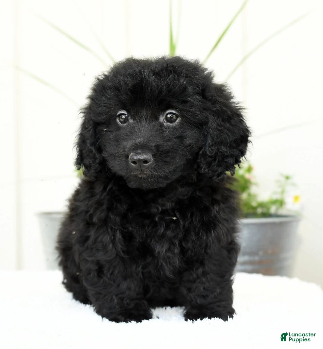 Mini Goldendoodle dogs for sale: Hailey - Image 1