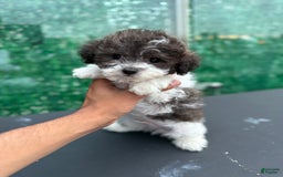 Toy Poodle dogs for sale: Billy - Image 2