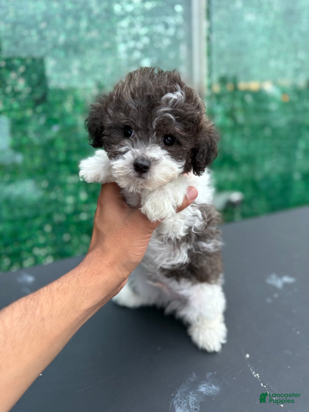Toy Poodle dogs for sale: Billy - Image 2