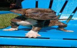 American Pit Bull Terrier dogs for sale: Guage - Image 18