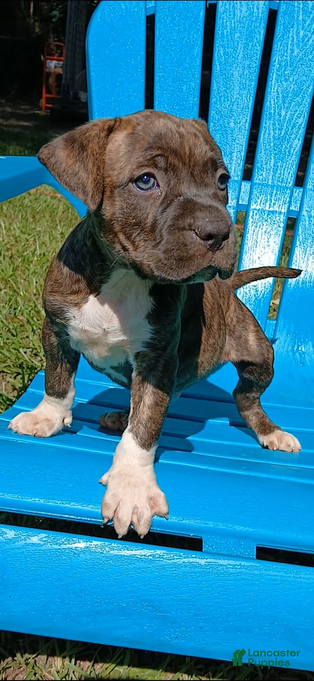 American Pit Bull Terrier dogs for sale: Guage - Image 18