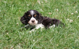 Cocker Spaniel dogs for sale: Jay - Image 2