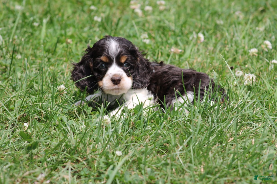 Cocker Spaniel dogs for sale: Jay - Image 2
