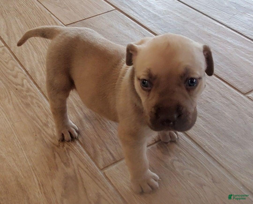 South African Boerboels dogs for sale: Jolie - Image 4