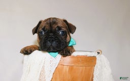 French Bulldog dogs for sale: Apollo Akc 🐾 - Image 5