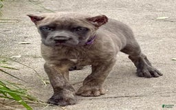 Cane Corso dogs for sale: Brynn - Image 7