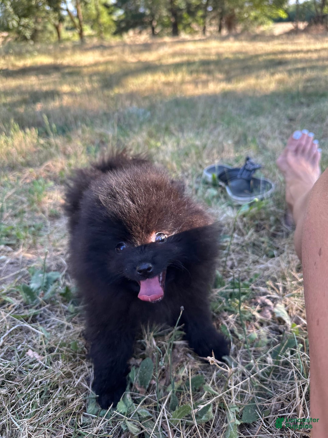 Pomeranian dogs for sale: Hudson - Image 4