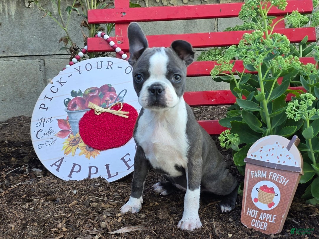 French Bulldog dogs for sale: Peaches - Image 6