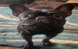 French Bulldog dogs for sale: Yin - Image 4