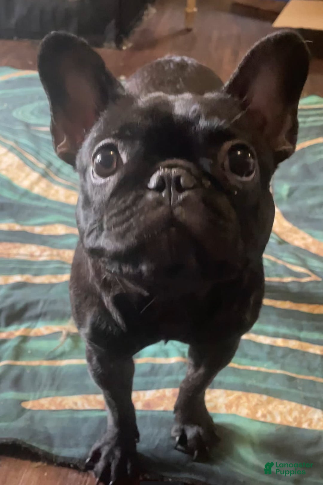 French Bulldog dogs for sale: Yin - Image 4