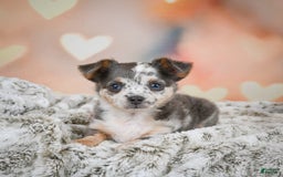 Chihuahua dogs for sale: Callie - Image 4