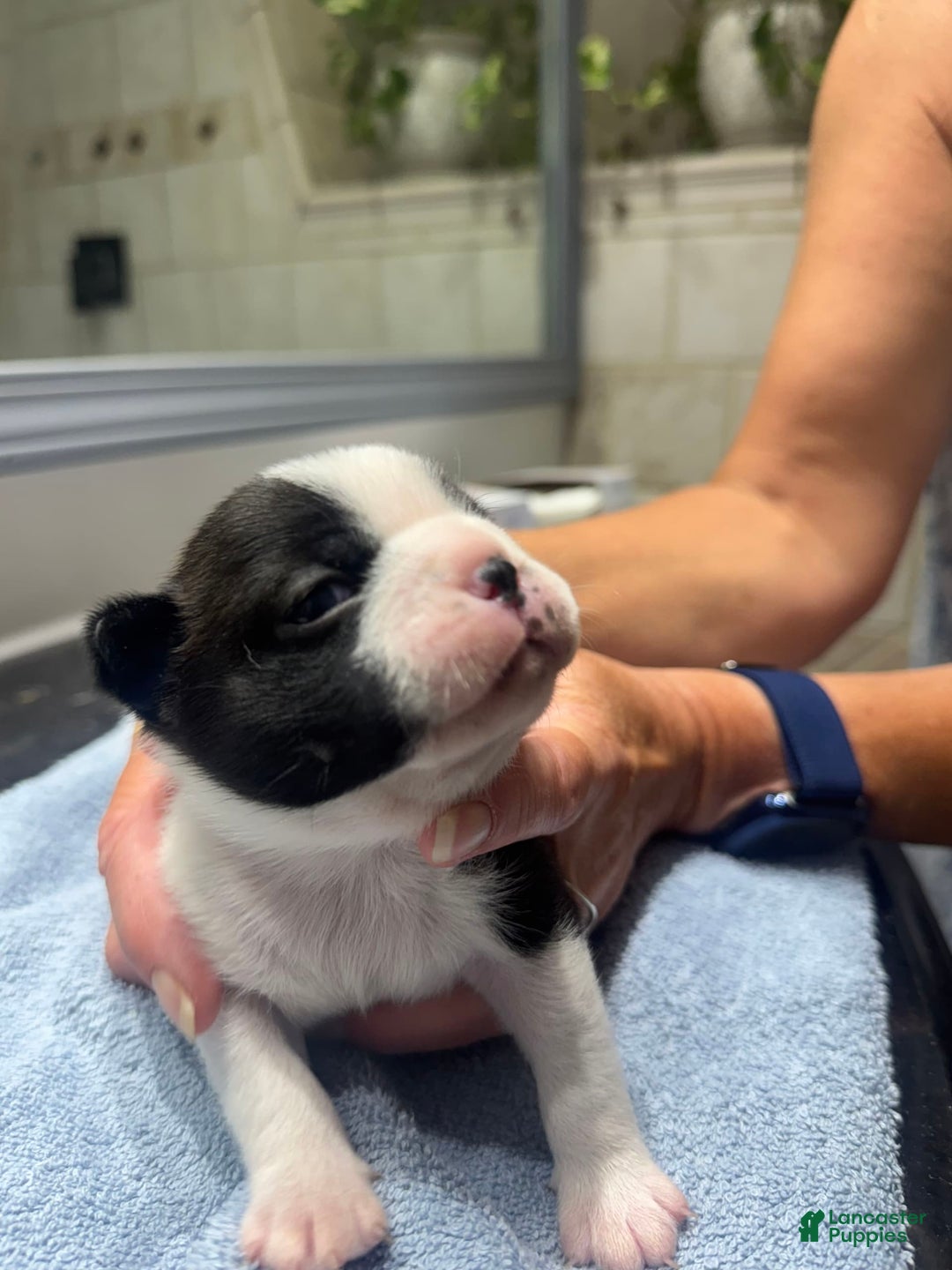 Boston Terrier dogs for sale: Daisy - Image 3