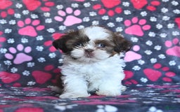 Shih Tzu dogs for sale: Charlie - Image 10