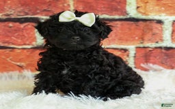 Yorkiepoo dogs for sale: Rex - Image 4