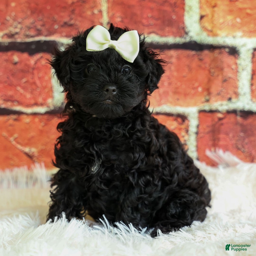 Yorkiepoo dogs for sale: Rex - Image 4