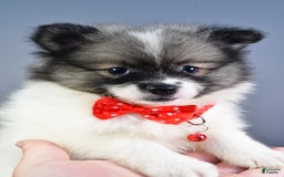 Pomeranian dogs for sale: Sanford - Image 9