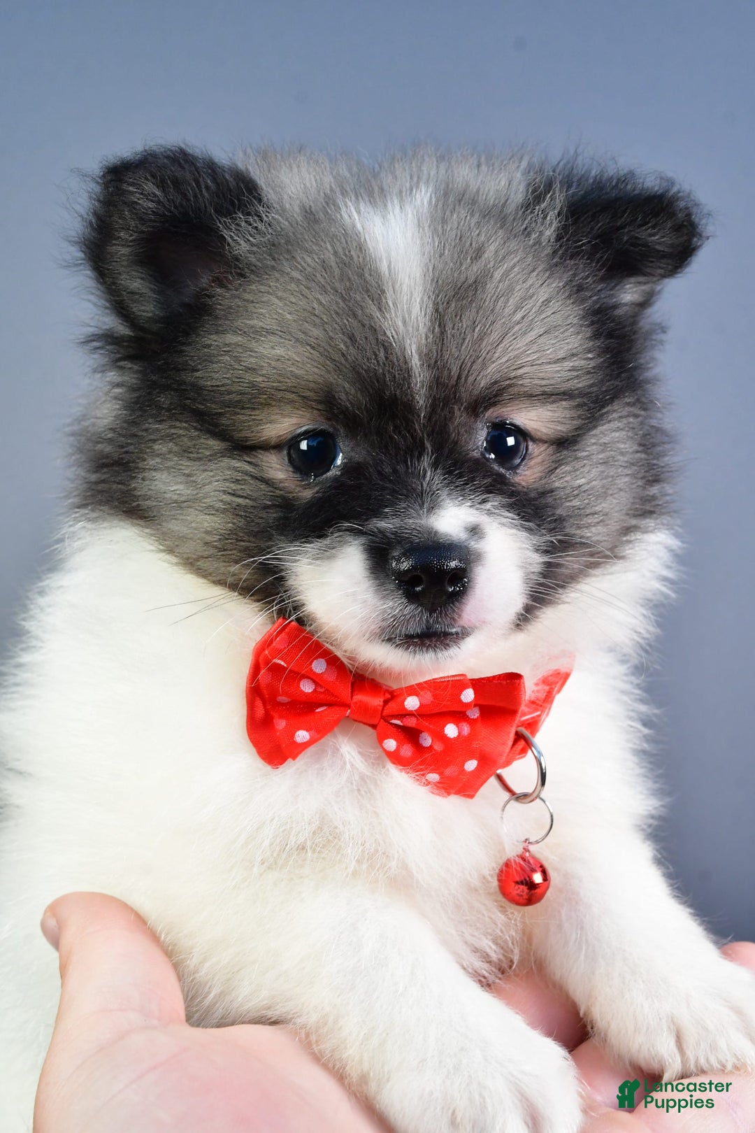 Pomeranian dogs for sale: Sanford - Image 9