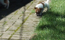 Jack Russell Terrier dogs for sale: Fillmore - Image 14