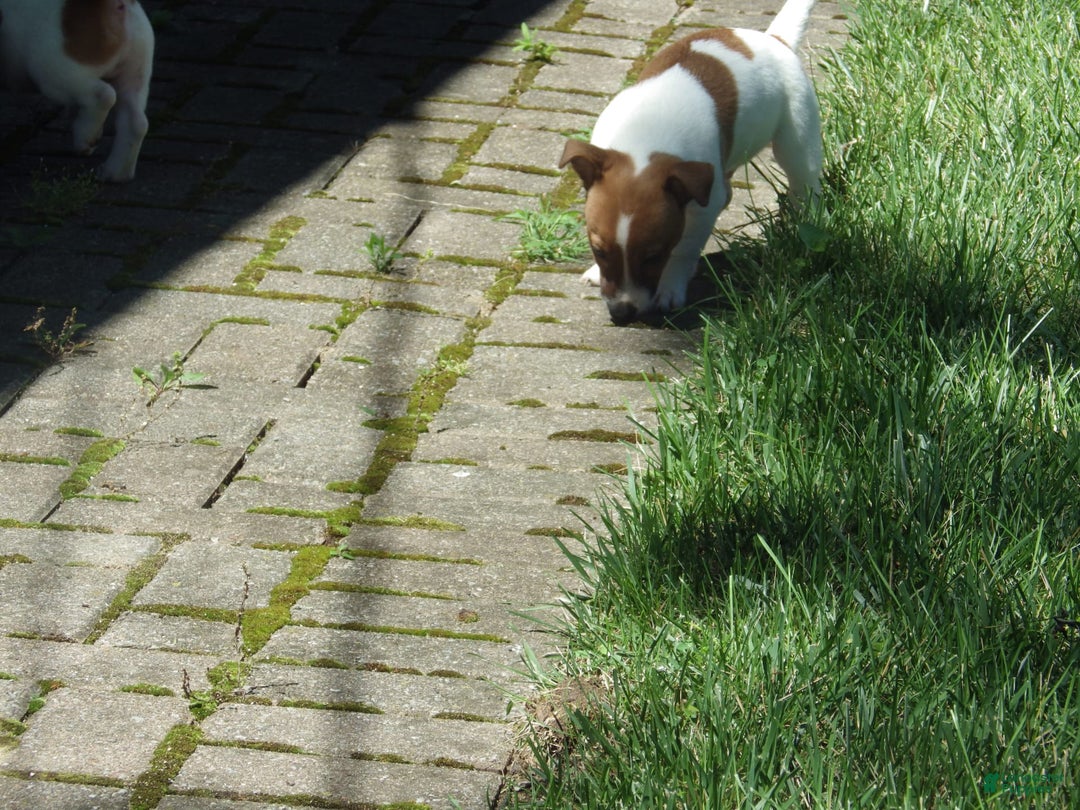 Jack Russell Terrier dogs for sale: Fillmore - Image 14