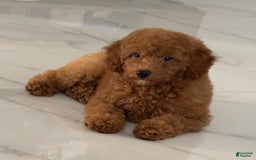 Toy Poodle dogs for sale: Mocha - Image 1