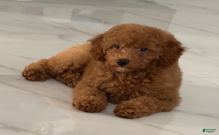 Toy Poodle dogs for sale - Ad 1