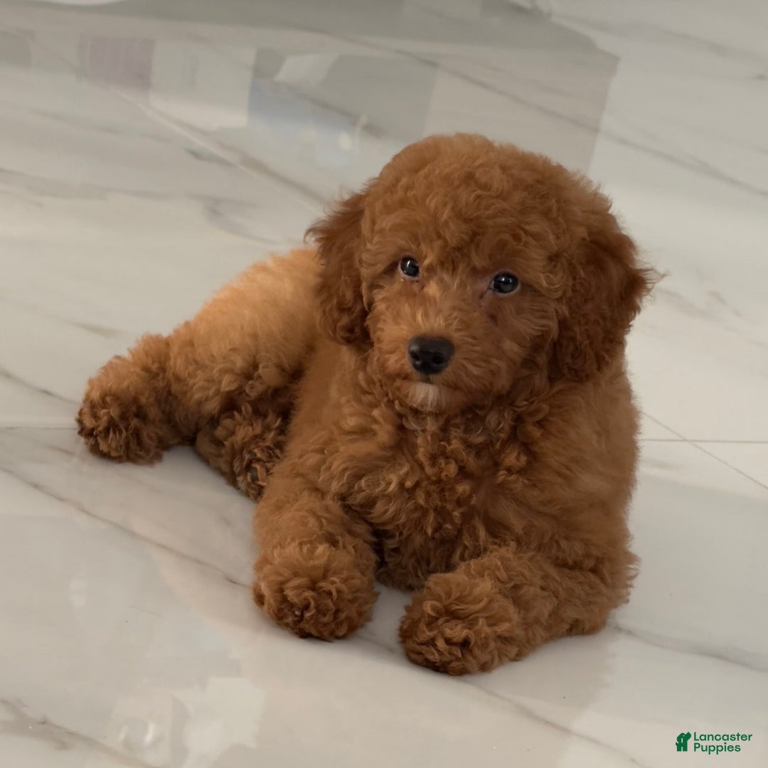 Toy Poodle dogs for sale: Mocha - Image 1