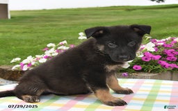 German Shepherd dogs for sale: Mason - Image 3