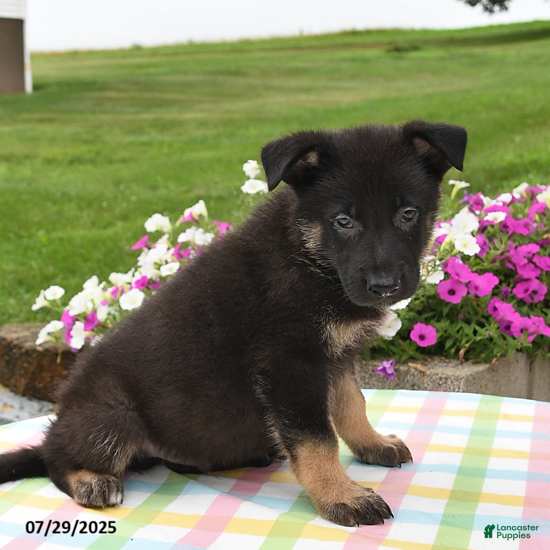 German Shepherd dogs for sale: Mason - Image 3