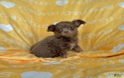 Chihuahua dogs for sale: Tobias Lavender Long Coat - Image 42