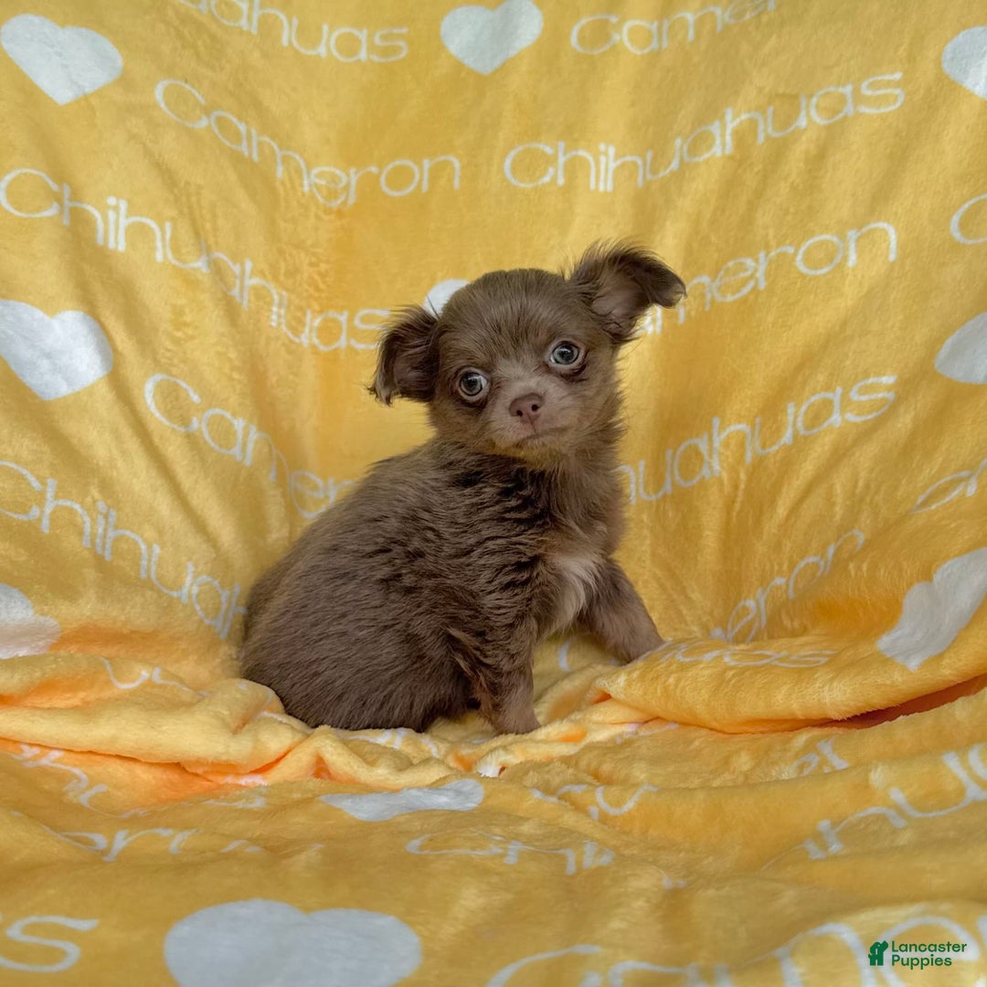 Chihuahua dogs for sale: Tobias Lavender Long Coat - Image 42