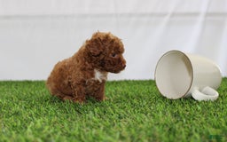 Toy Poodle dogs for sale: Baily - Image 3