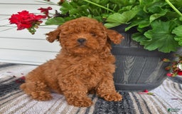 Bichpoo dogs for sale: Caspar - Image 6