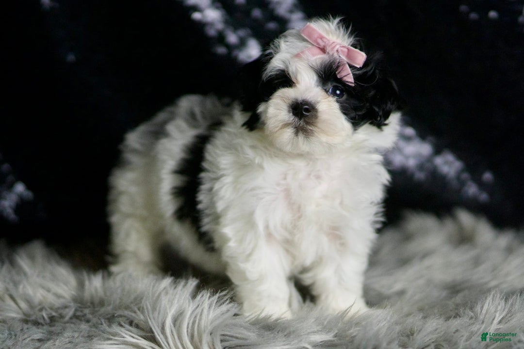 Maltipoo dogs for sale: Bonnie - Image 5