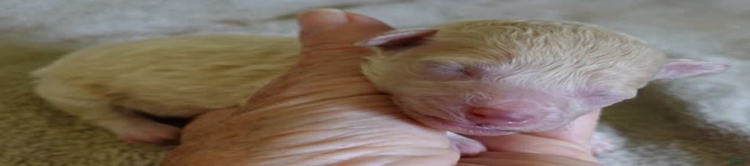 Chiki