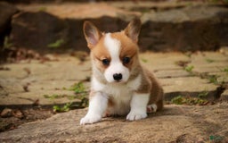 Welsh Corgi Pembroke dogs for sale: Brownie - Image 7