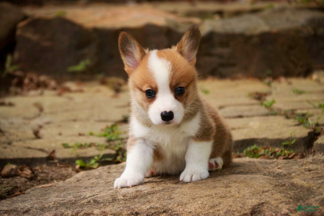 Welsh Corgi Pembroke dogs for sale: Brownie - Image 7