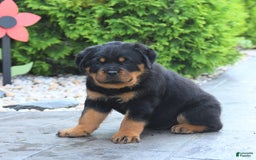 Rottweiler dogs for sale: Rottweiler 7 puppies - Image 13