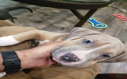 American Bully dogs for sale: Socks - Image 86