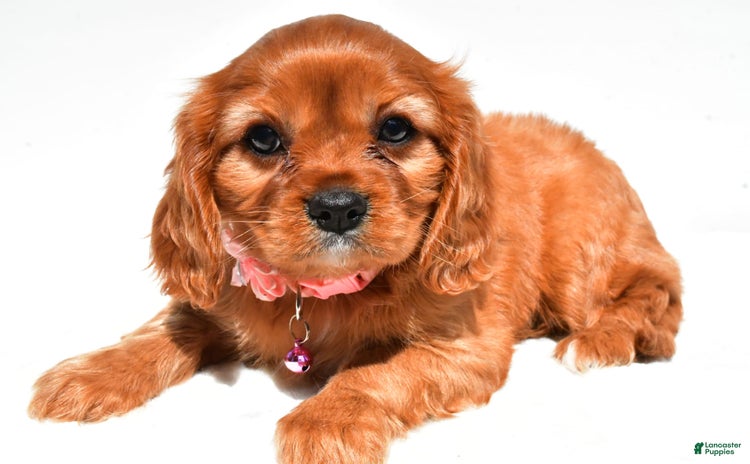 Cavalier King Charles Spaniel dogs for sale - Ad 4