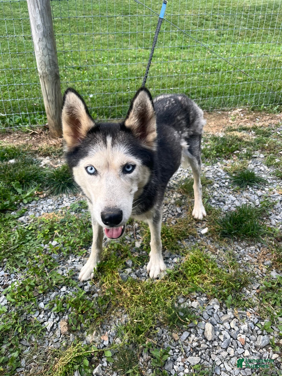 Siberian Husky dogs for sale: Charlie - Image 4